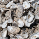 Pile of oysters